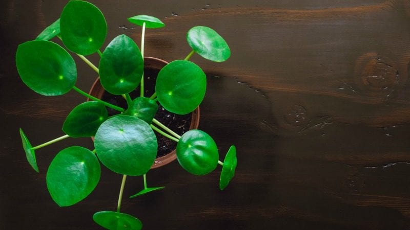 Garden Guides 7 Things A Plant Needs To Grow Garden Guides 7 Things A Plant Needs To Grow
