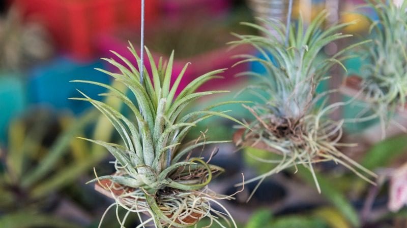 5 of the Best Classroom Plants (Even if You Have a Black
