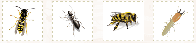 bugs that live in a colony