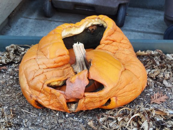 a decomposing pumpkin
