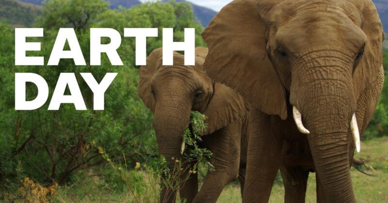 Mother and baby elephant from Earth Day, as an example of educational Hulu shows.