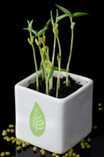 5th_grade_science_projects_caffeine_and_plants