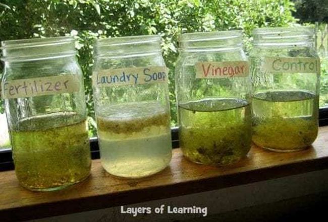 Mason jars filled with water and algae, along with other chemicals