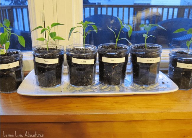 A series of plants in glass jars, labeled "salt" "lake" "rain" etc.