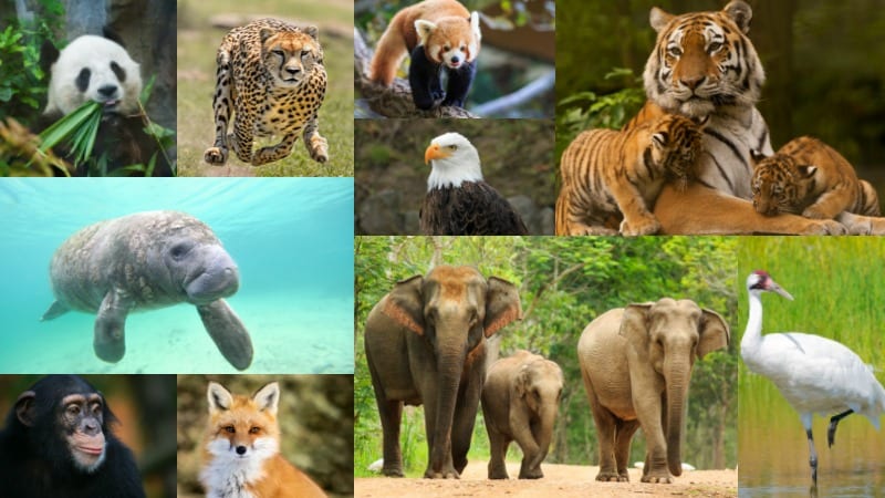 earthtimes. org endangered species