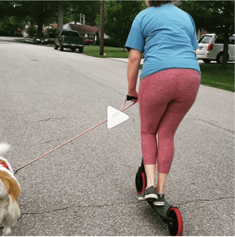 Teacher walking dog on scooter