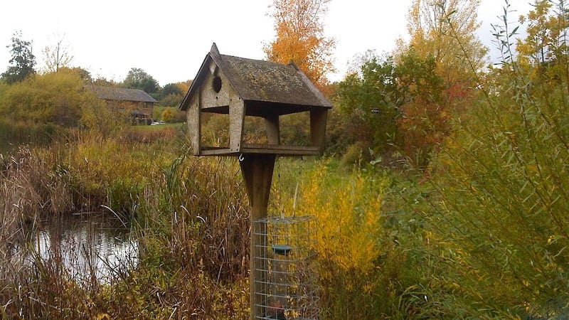 songbird habitat