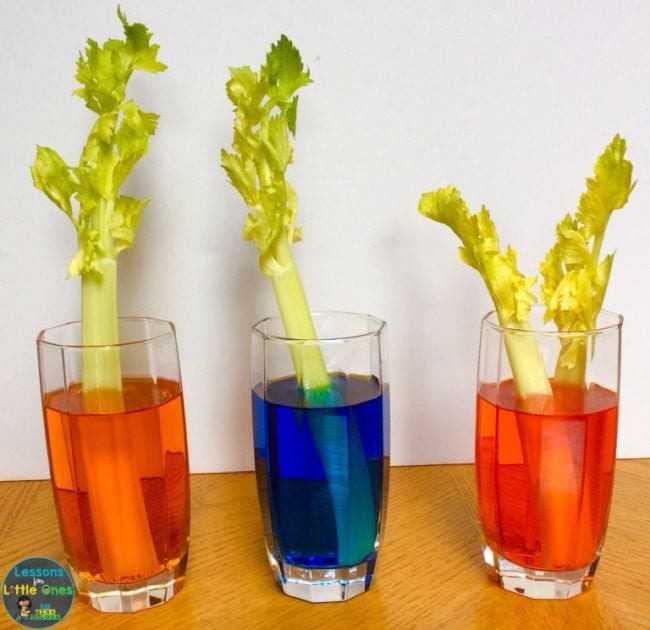 30 Fabulous First Grade Science Experiments and Projects To Try