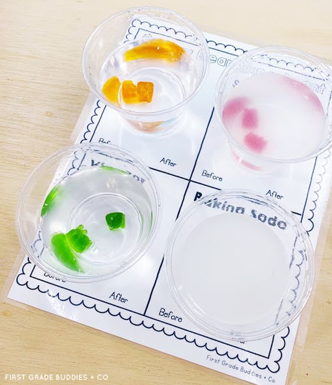 Four plastic cups with liquid and gummi bears, sitting on a printable worksheet (First Grade Science)