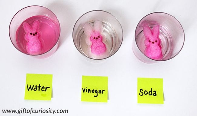 Three cups labeled water, vinegar, and soda, each with a pink marshmallow bunny floating in it