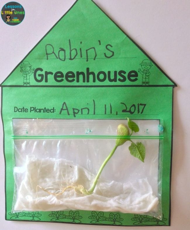 House made of green paper, with zip top plastic bag containing paper towel and sprouting seeds (First Grade Science Experiments)