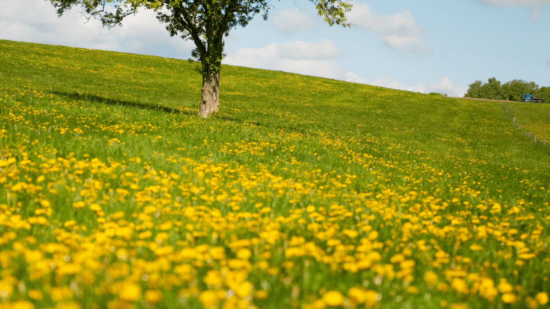 A field full of yellow flowers with one oak tree standing in the center