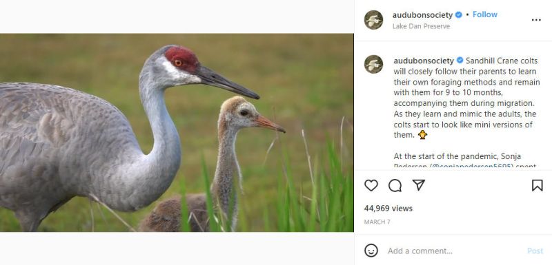 Screen shot of a National Audubon Society video on Instagram