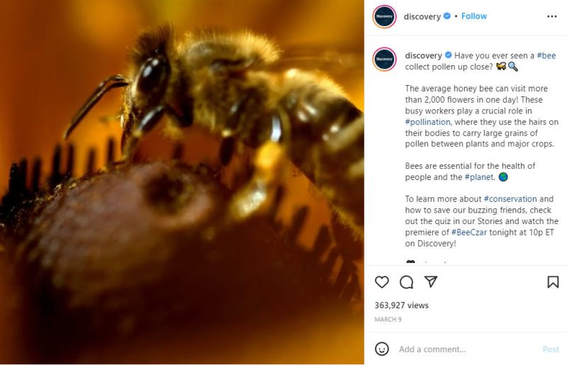 Screen shot from Discovery Instagram account showing a pollinating bee (Free Science Videos)