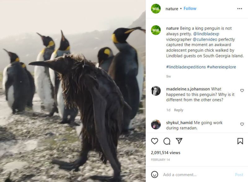 Screen shot of a Nature Instagram video showing penguins (Free Science Videos)