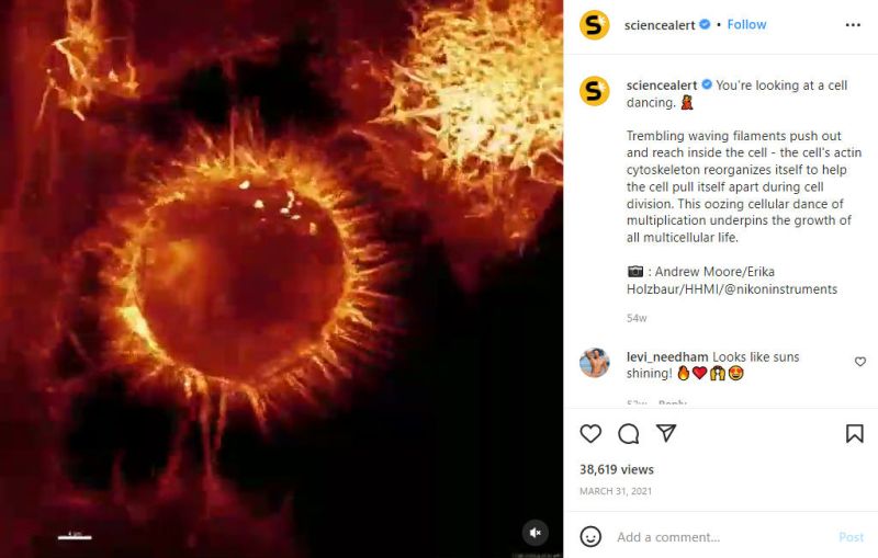 Tangkapan layar dari video Instagram Science Alert yang menunjukkan sel bergerak