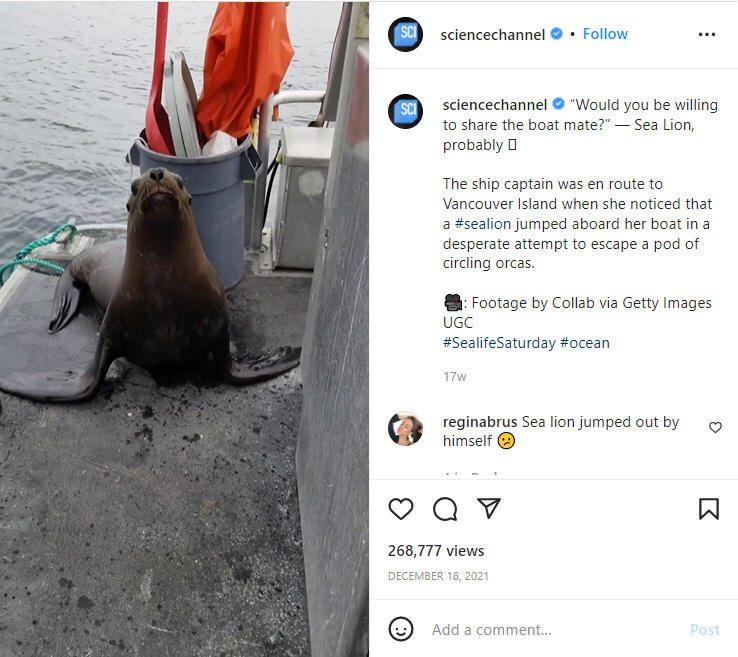 Tangkapan layar video Instagram Science Channel yang menampilkan singa laut di atas kapal (Video Sains Gratis)