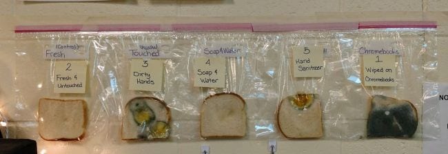 Pieces of bread in individual zipper bags, each with some bacteria growing on them