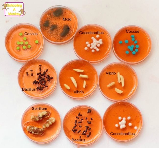 Edible bacteria petri dishes made with Jello and various candies and nuts