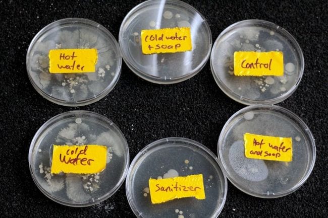 Petri dishes labeled with hand-washing methods like hot water, cold water and soap, and sanitizer (Germ Science Experiments)
