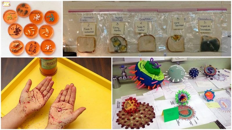 Collage of four germ science projects