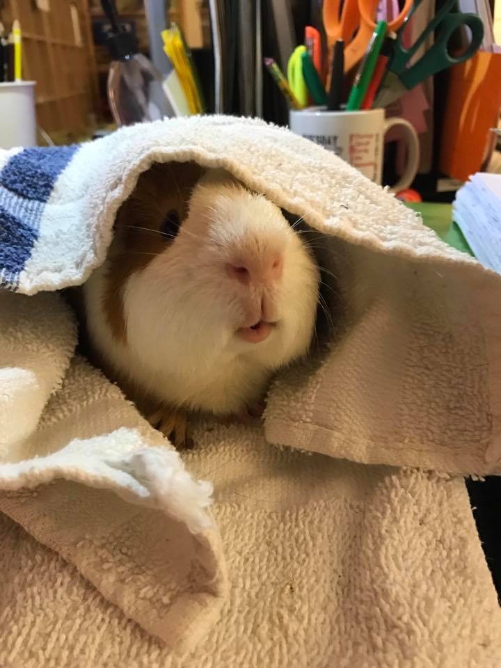 guinea pig