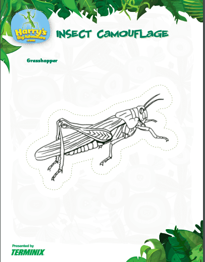 insect activities: camouflage coloring c
