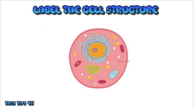Cartoon illustration of a biological cell