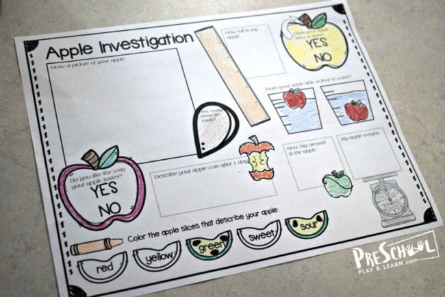 Kindergarten worksheet titled Apple Investigation (Kindergarten Science)