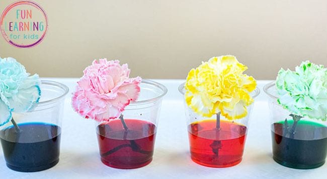 Clear cups filled with colored water, holding white carnations tinted the colors of the water (Kindergarten Science Activities)