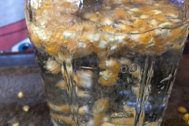 Popcorn kernels in a jar of water, rising to the top due to air bubbles (Kindergarten Science Activities)