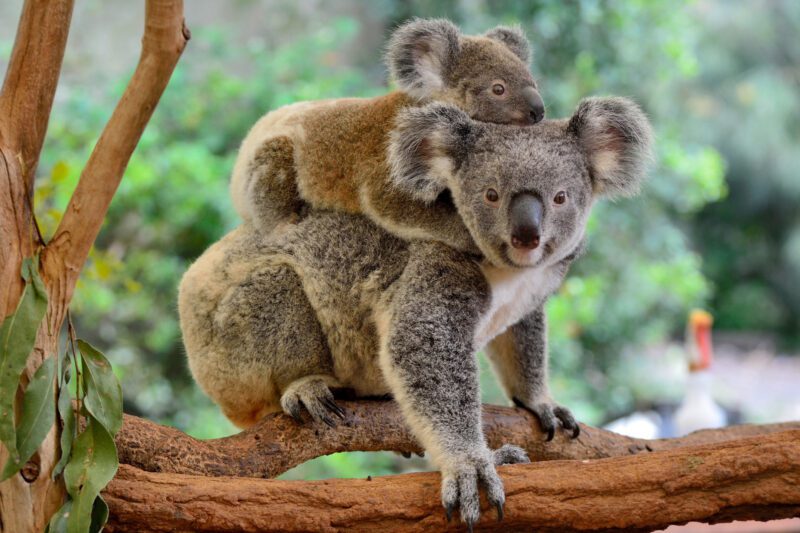 Mother koala with baby on her back