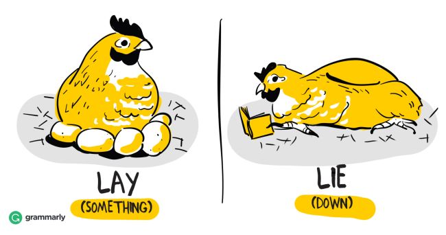 Example for remembering lay vs lie, showing a hen laying eggs and lying down