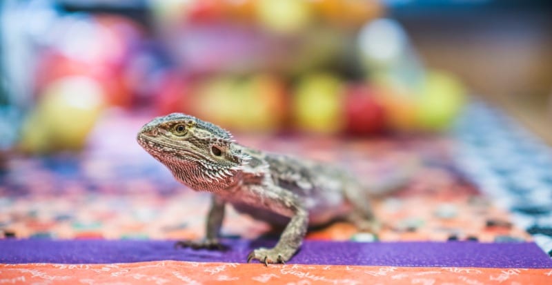 lizard -- high school classroom pet