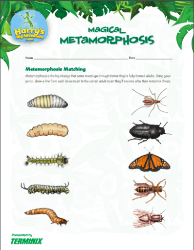 Insect Activities to Get Kids in Grades K-6 Buzzing With Excitement