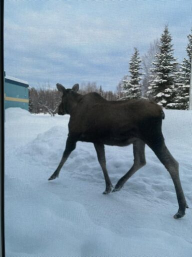 A moose as an example of teachers managing wildlife 