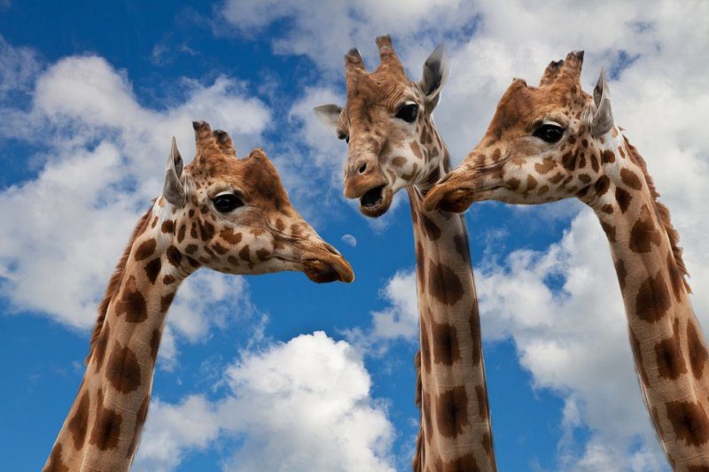 Tres jirafas mostradas desde el cuello contra un cielo azul nublado.