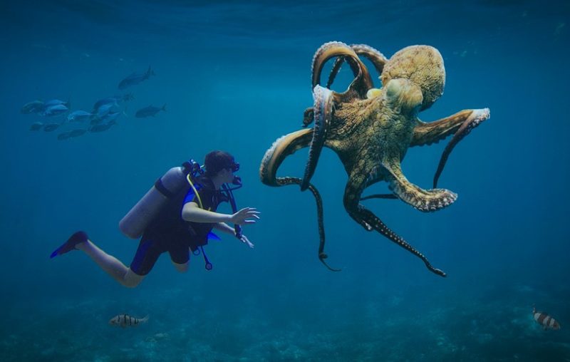 Diver encountering a large octopus with fish in the background (Middle School Picture Writing Prompts)