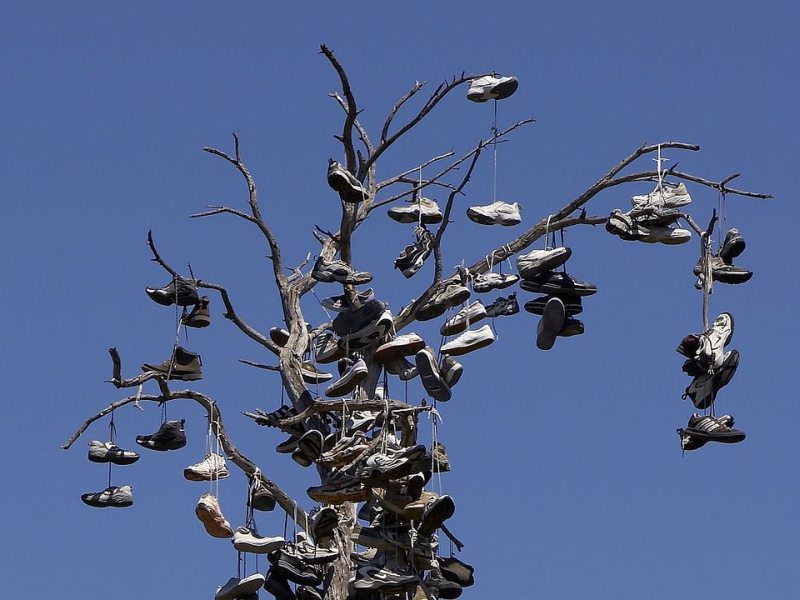 A bare tree covered with hanging pairs of shoes against a clear blue sky