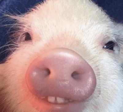 Close up of pig showing teeth