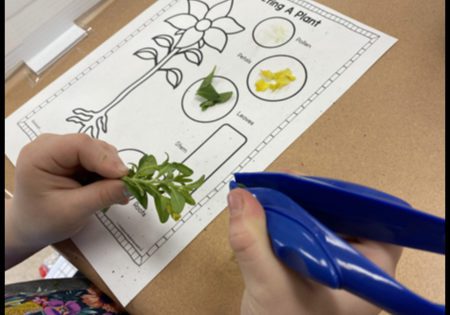 طالب يحمل جزءًا من نبات فوق ورقة عمل توضح أجزاء مختلفة من النبات (أنشطة دورة حياة النبات)