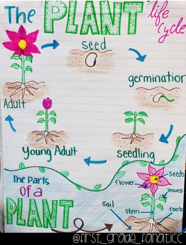 Plant Life Cycle Anchor Chart Teaching Plants Plant Life Cycle | My XXX