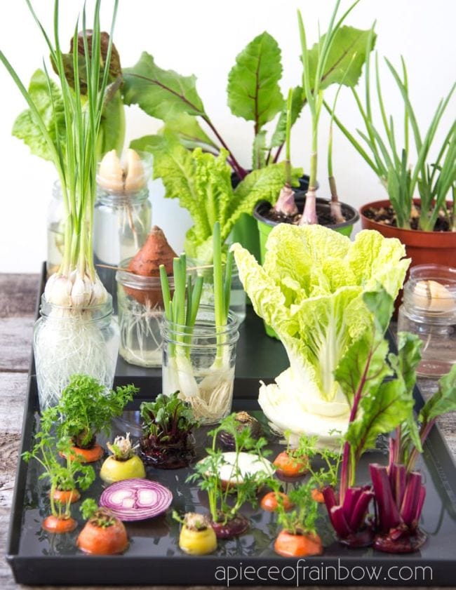 Plants growing from veggie scraps like lettuce and carrots