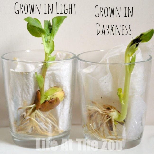 Two bean seeds grown in wet paper towels in clear glasses, one grown in light and the other in darkness