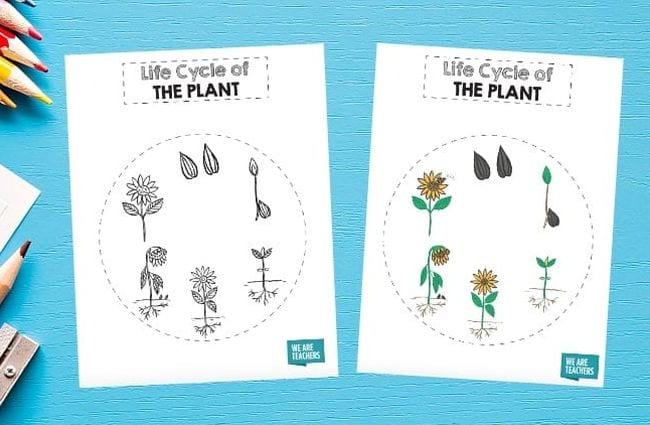 Printable worksheet showing the plant life cycle in a circle