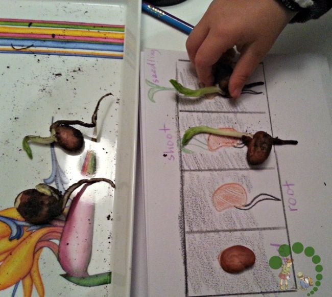 Young student sorting sprouted seeds according to the part of the plant life cycle they've reached