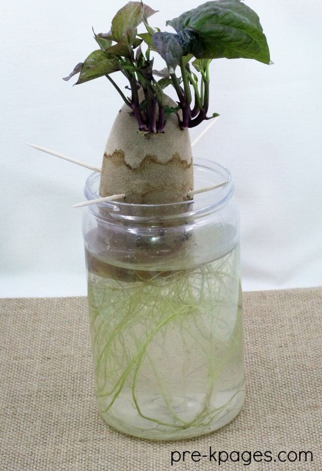 Sweet potato suspended in a jar of water by toothpicks, with roots and sprouts growing from it (Plant Life Cycle)