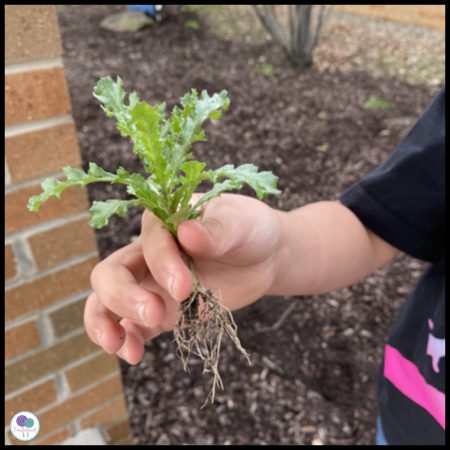 يد طفل تمسك بعشب من الورقة إلى الجذور (أنشطة دورة حياة النبات)
