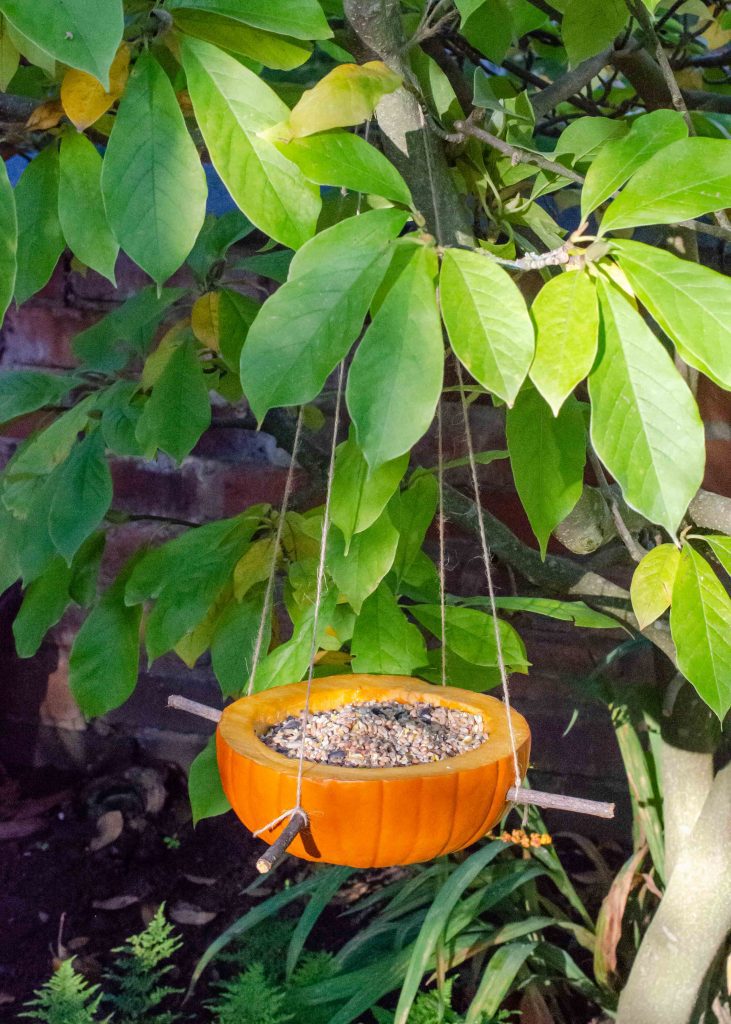 Bird feeder made from a small pumpkin hanging in a tree