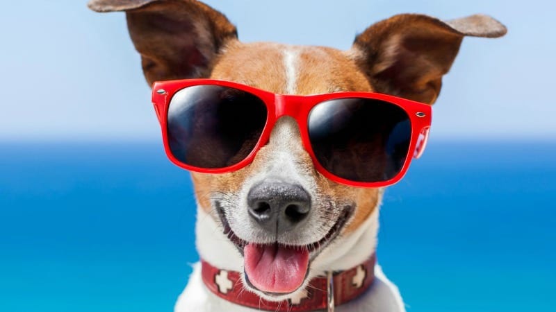 Dog wearing red sunglasses.